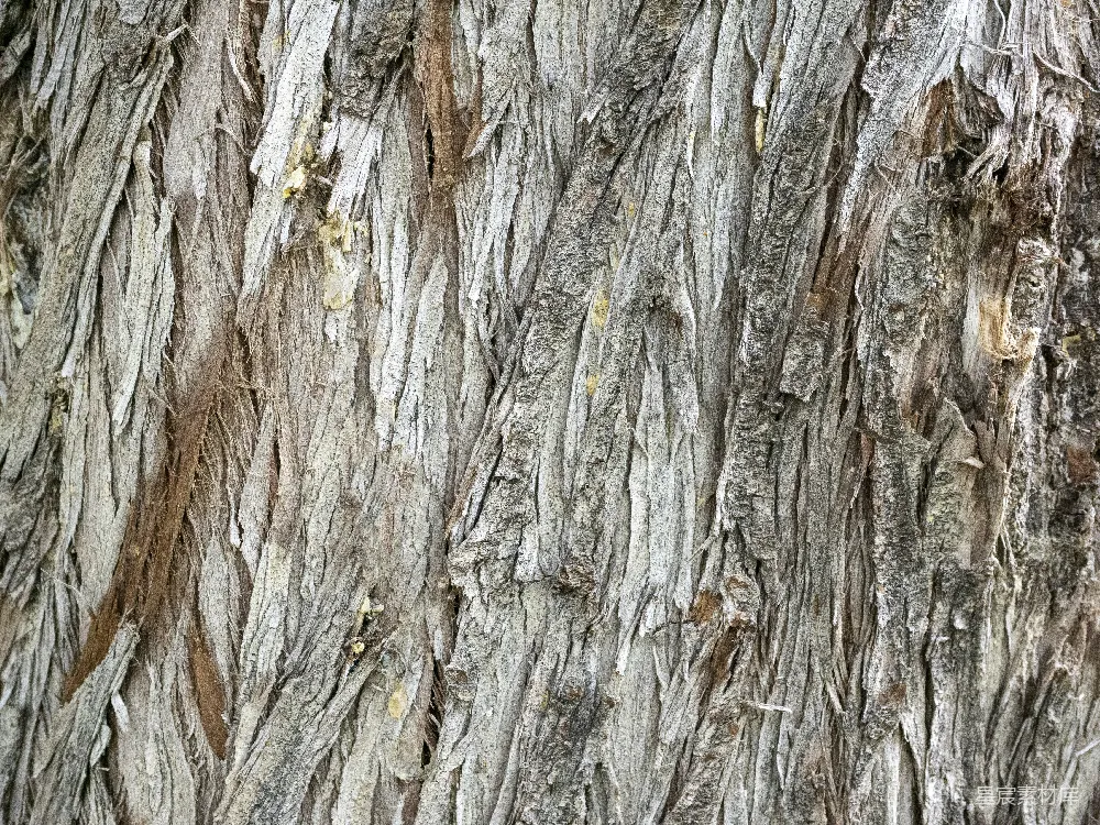 高清摄影  一棵树干的特写，树皮非常薄。