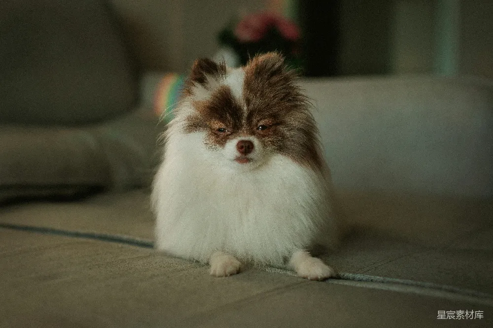 一只毛发蓬松的帕斯马犬坐在沙发上。