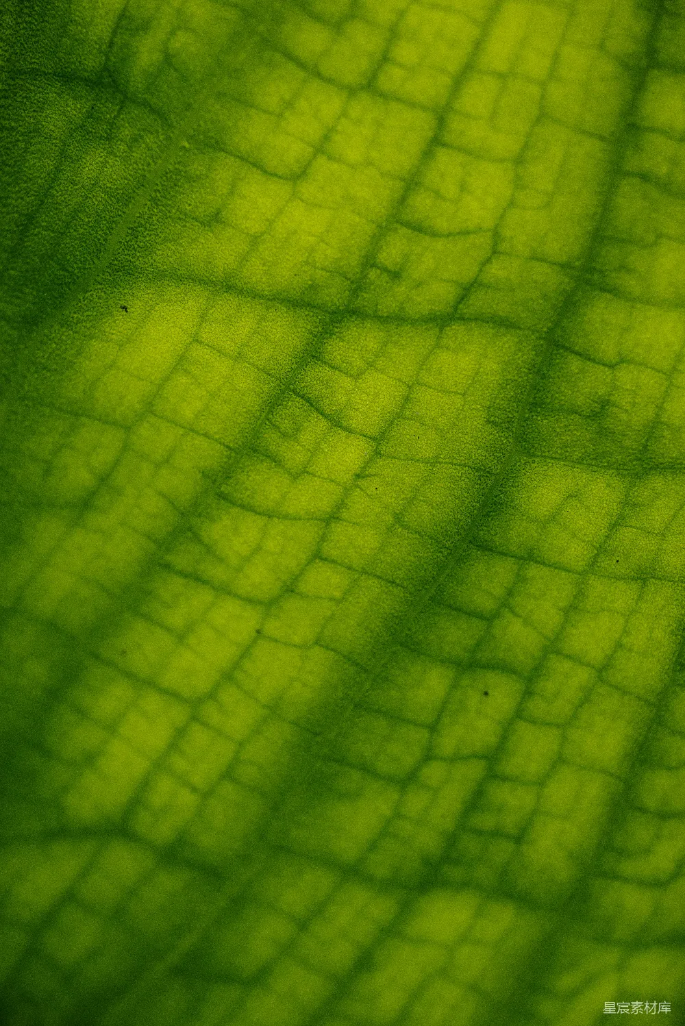 高清摄影 自然 壁纸 一张绿色叶子的特写照片