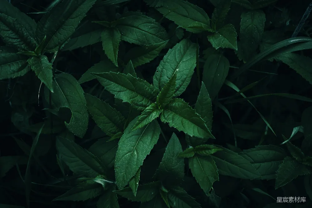 一片绿色叶片植物的特写