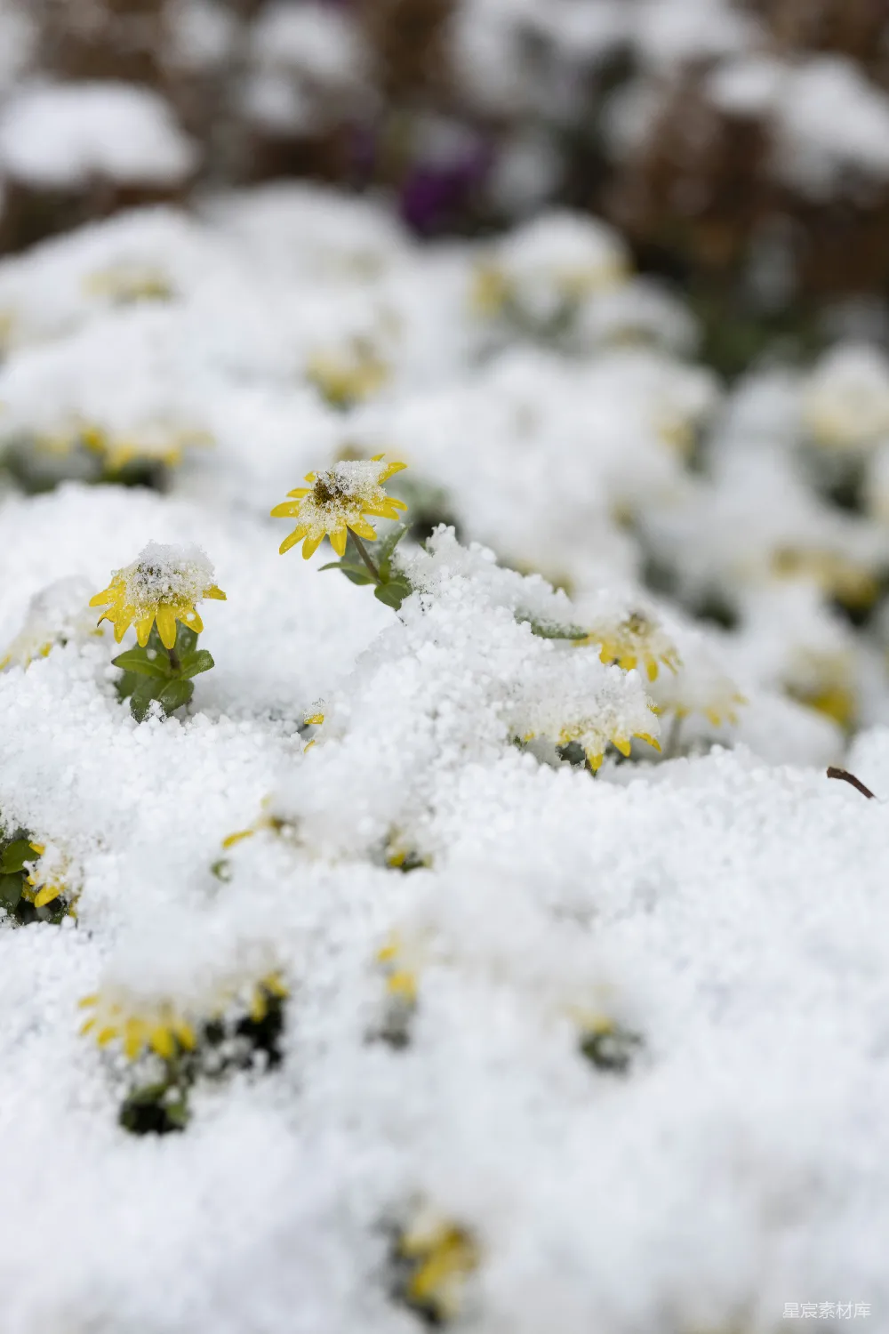 一堆覆盖着白雪的花