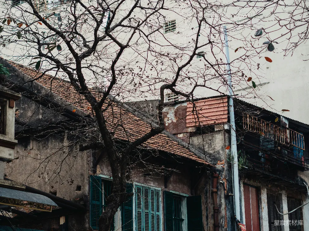 建筑物前一棵树，绿漆的窗框