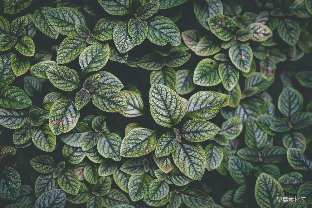 高清摄影  绿叶植物