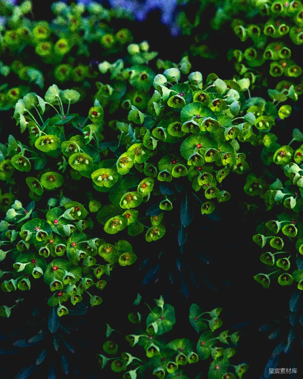 绿叶植物
