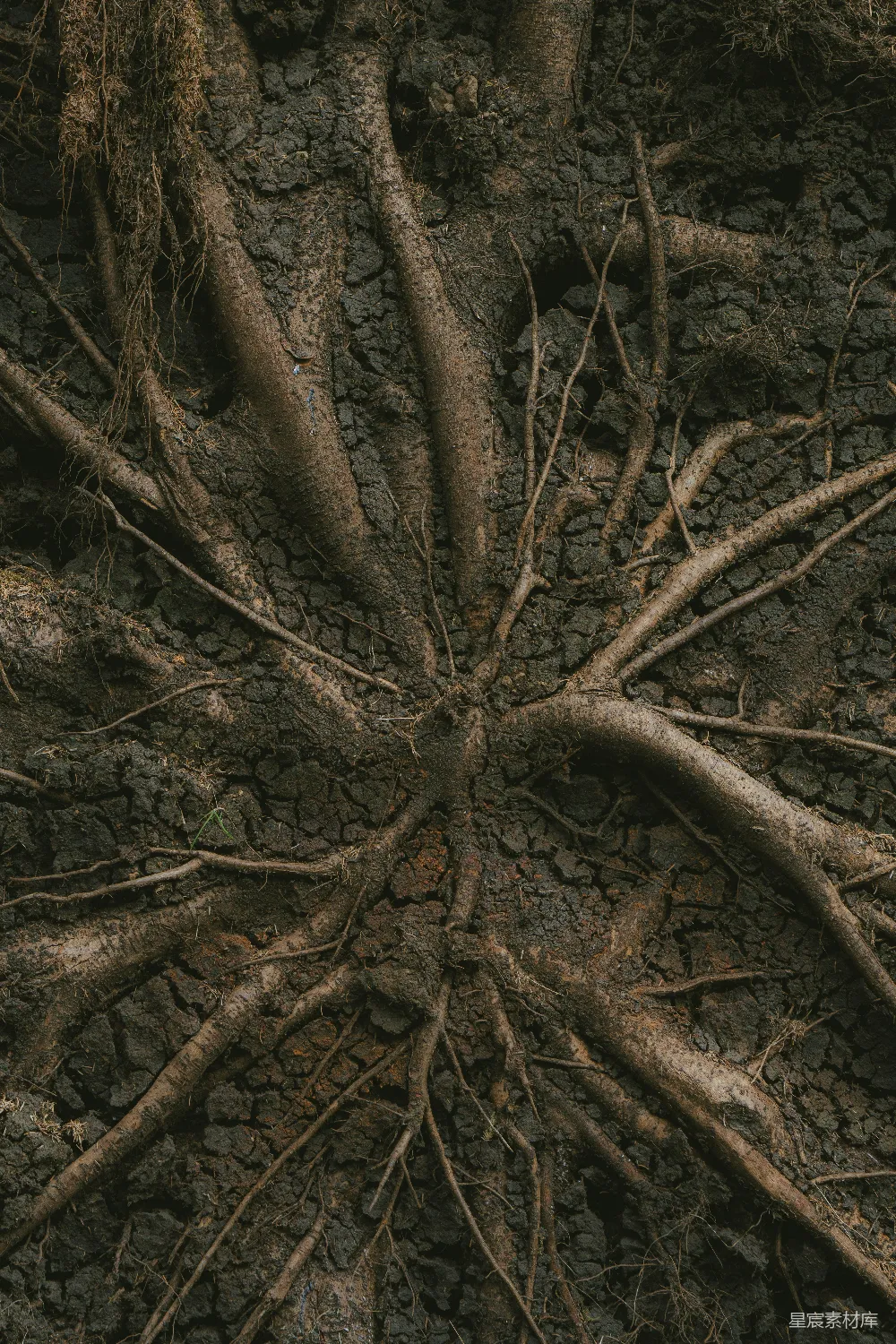 一棵树的根部裸露出来