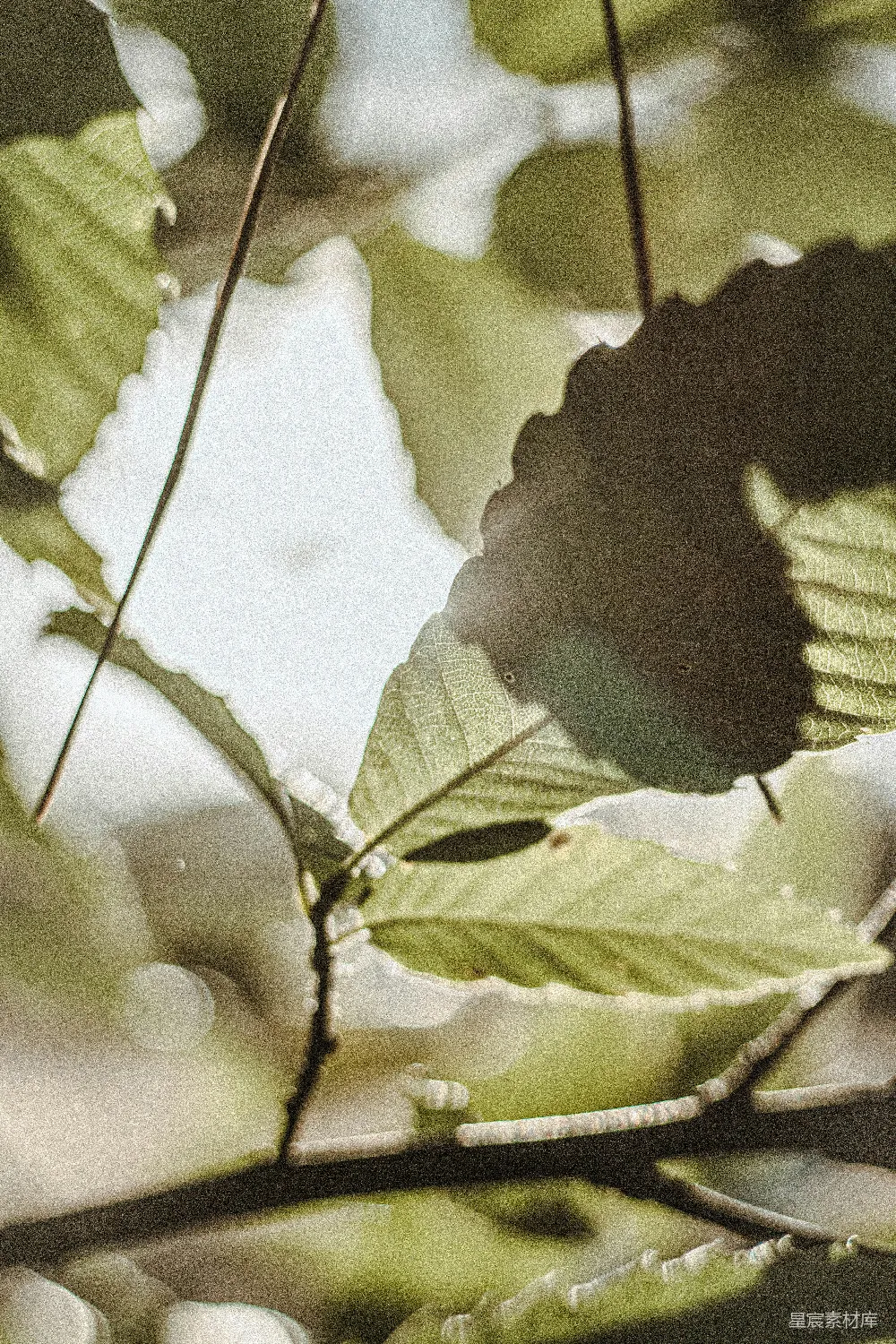 高清摄影  特写摄影中的绿叶