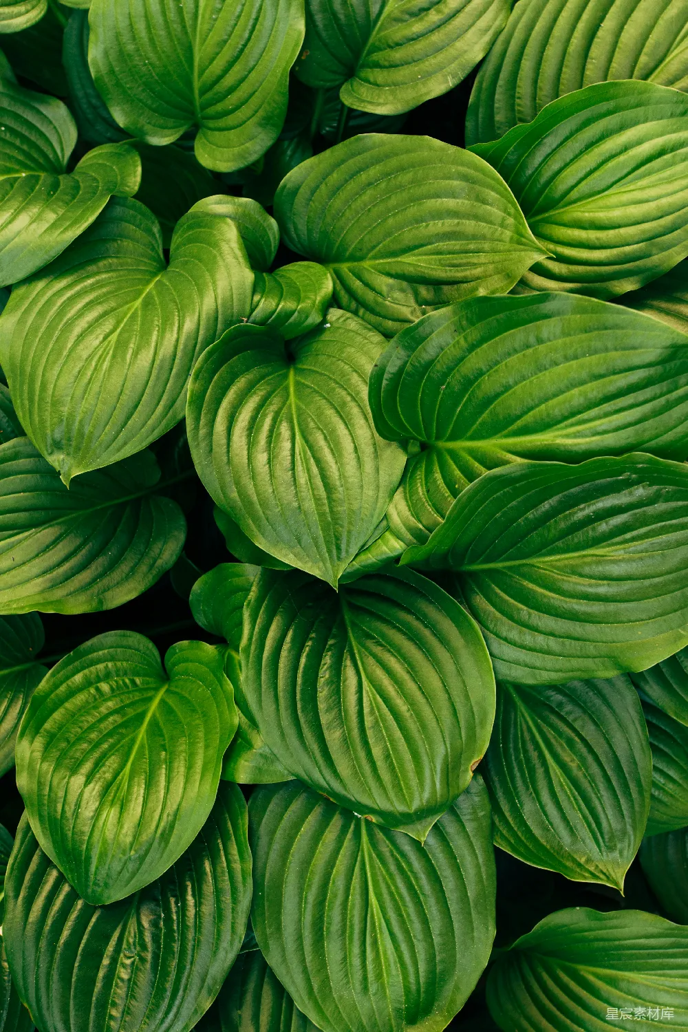 高清摄影 壁纸 绿色植物