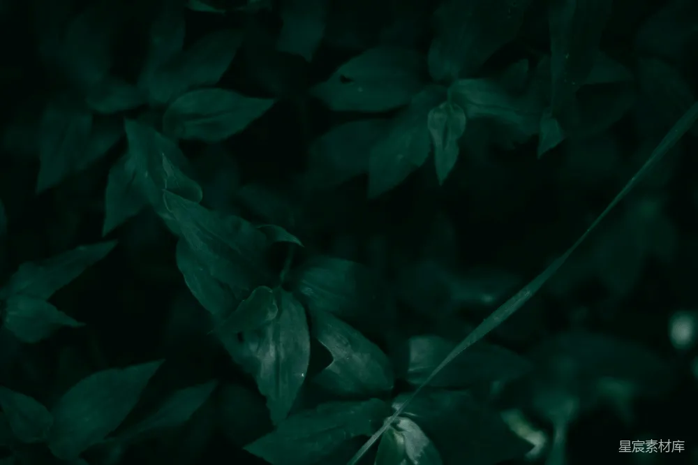 一些叶子的特写镜头