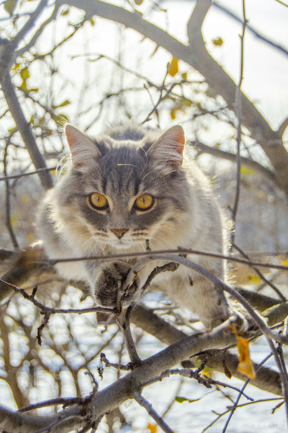 一只猫坐在树干上