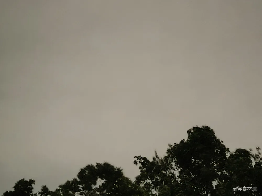 一群树，背景是灰色的天空。