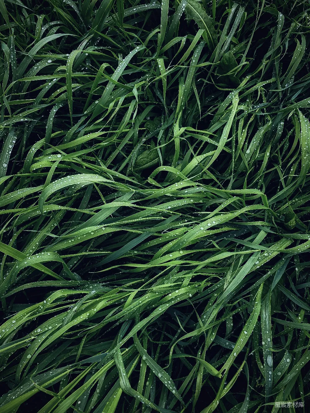 高清摄影 春天 自然 壁纸 一张植物的特写照片