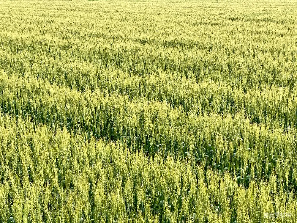 高清摄影  白天的绿色草地
