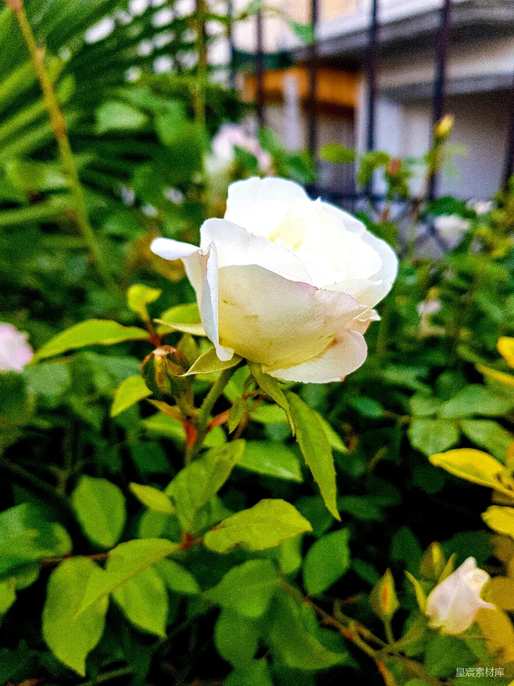 花园里一朵白玫瑰正在绽放