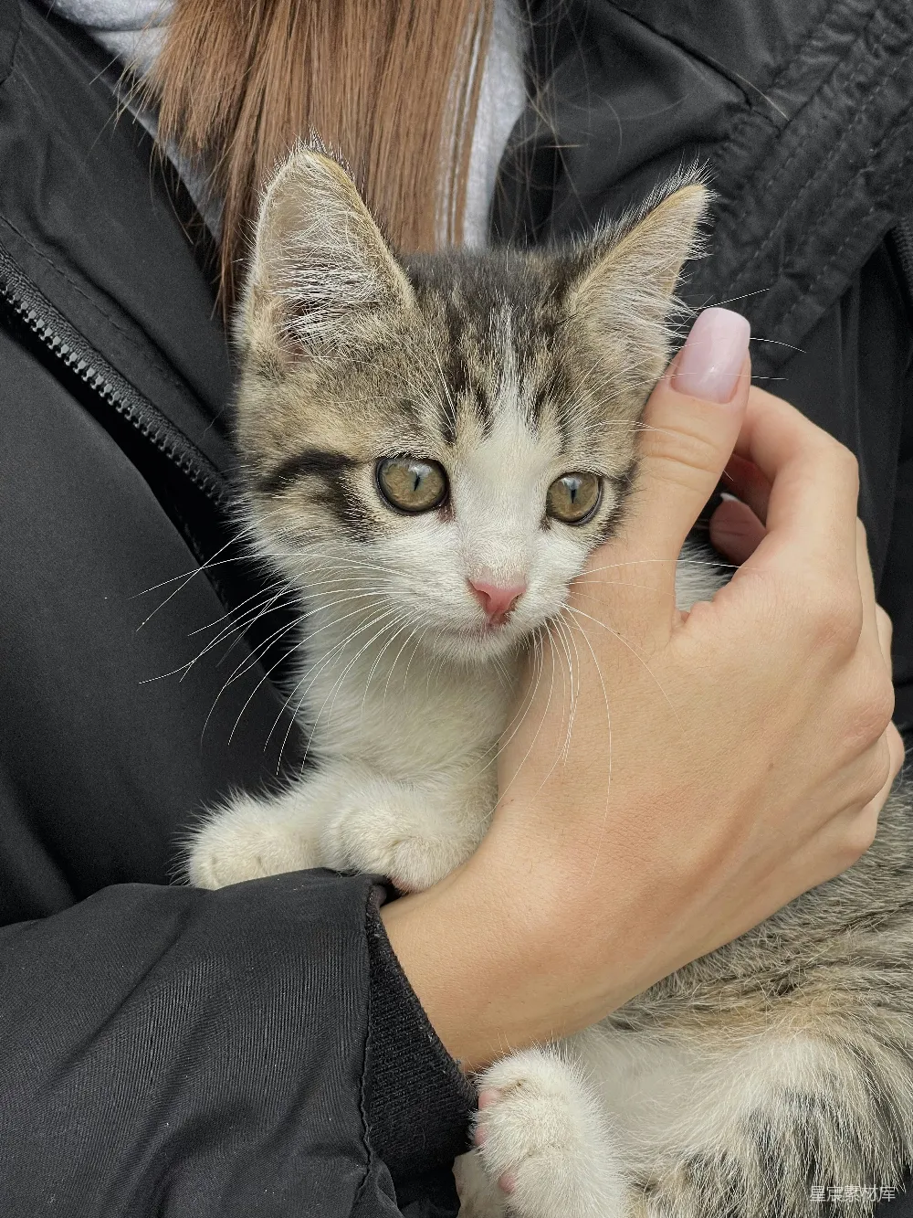 一个拿着猫的人