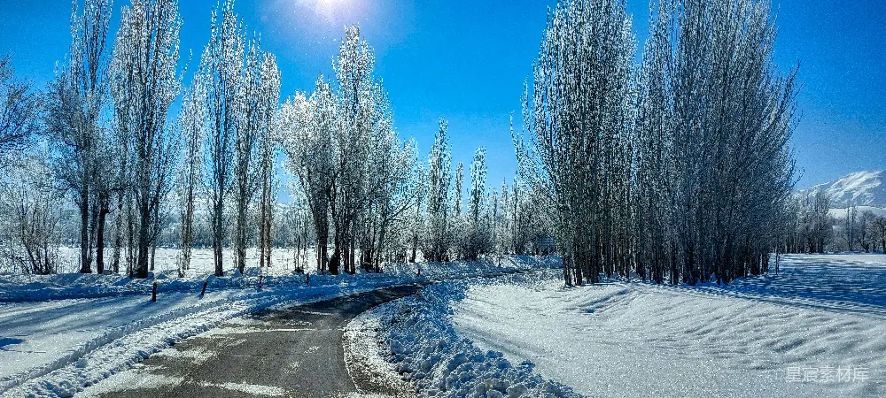 高清摄影 被雪覆盖的道路周围是树木和白雪的景象