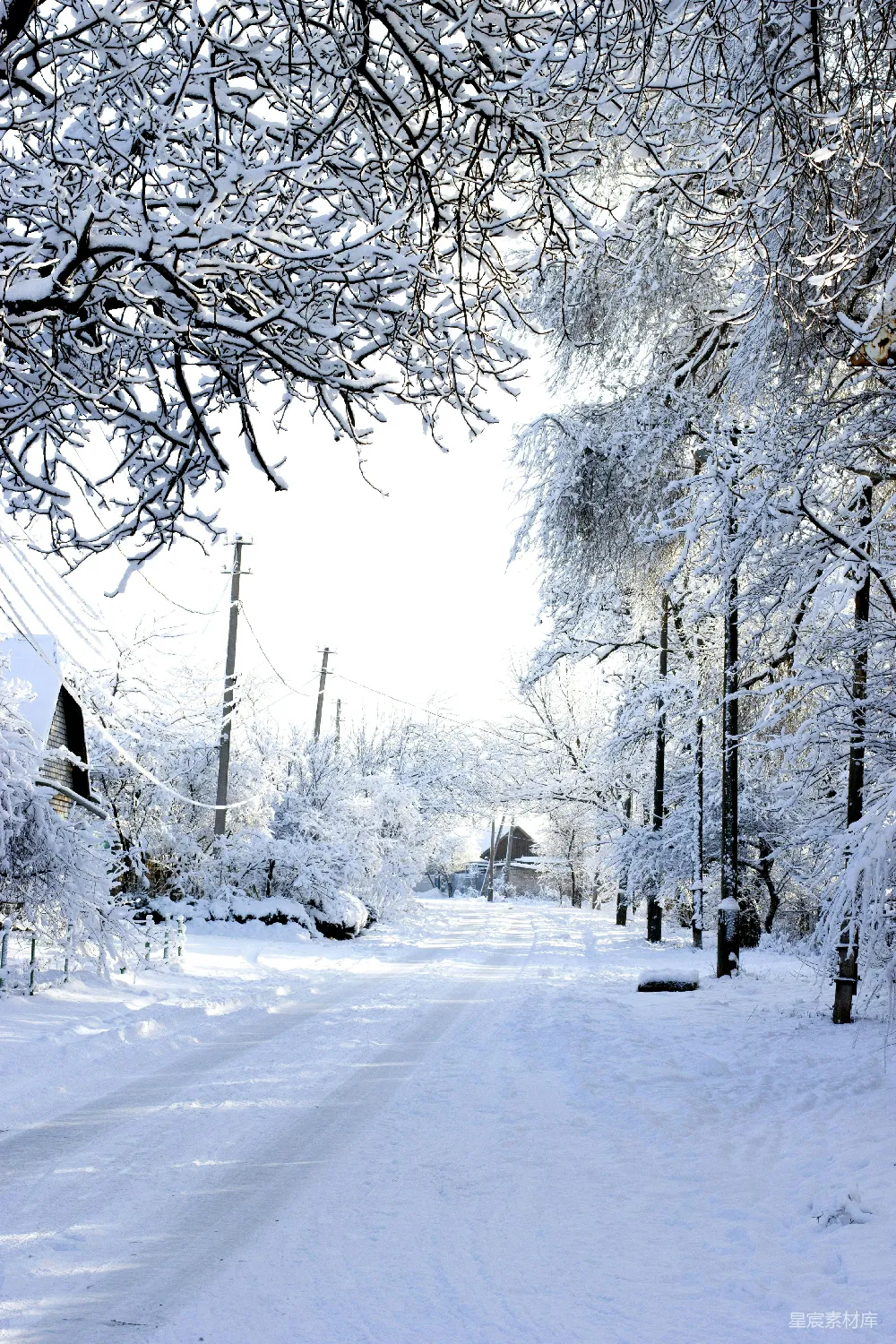 覆盖着白雪的道路两旁树木参差。