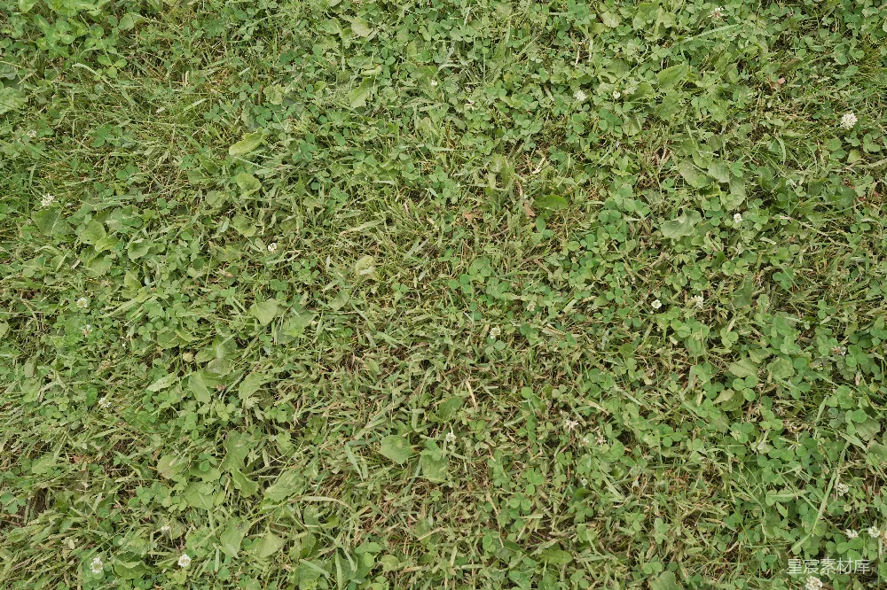 高清摄影  一张特写的绿色草地。