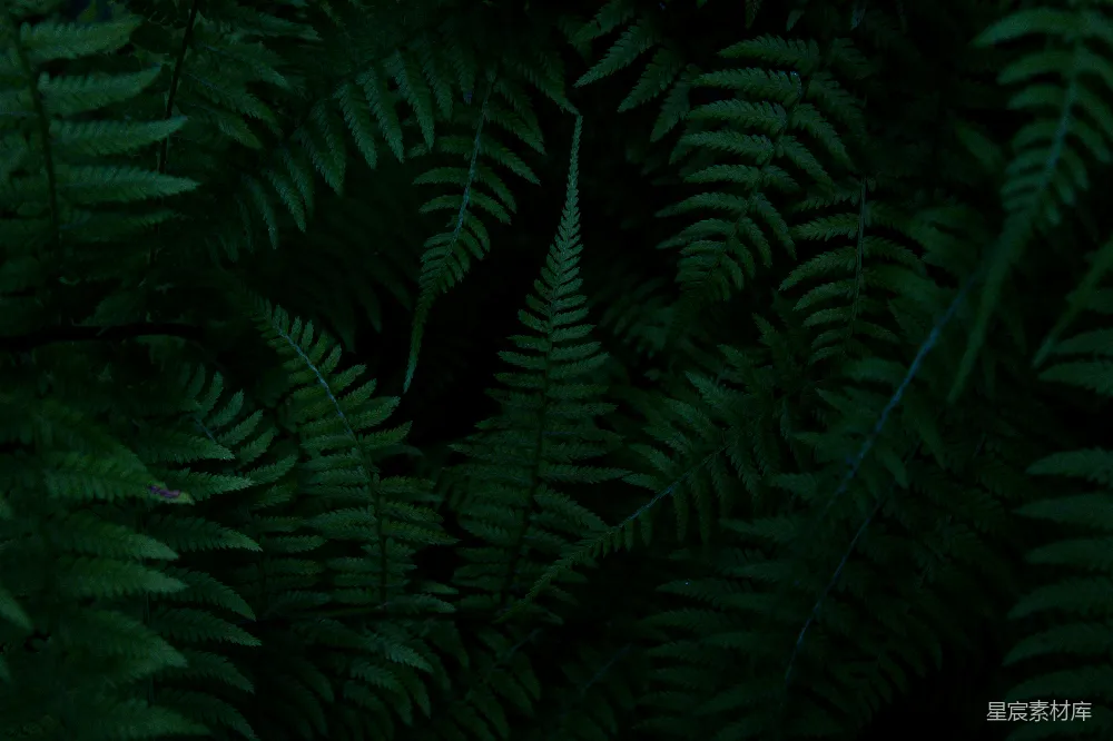 黑色背景上的绿苔藓