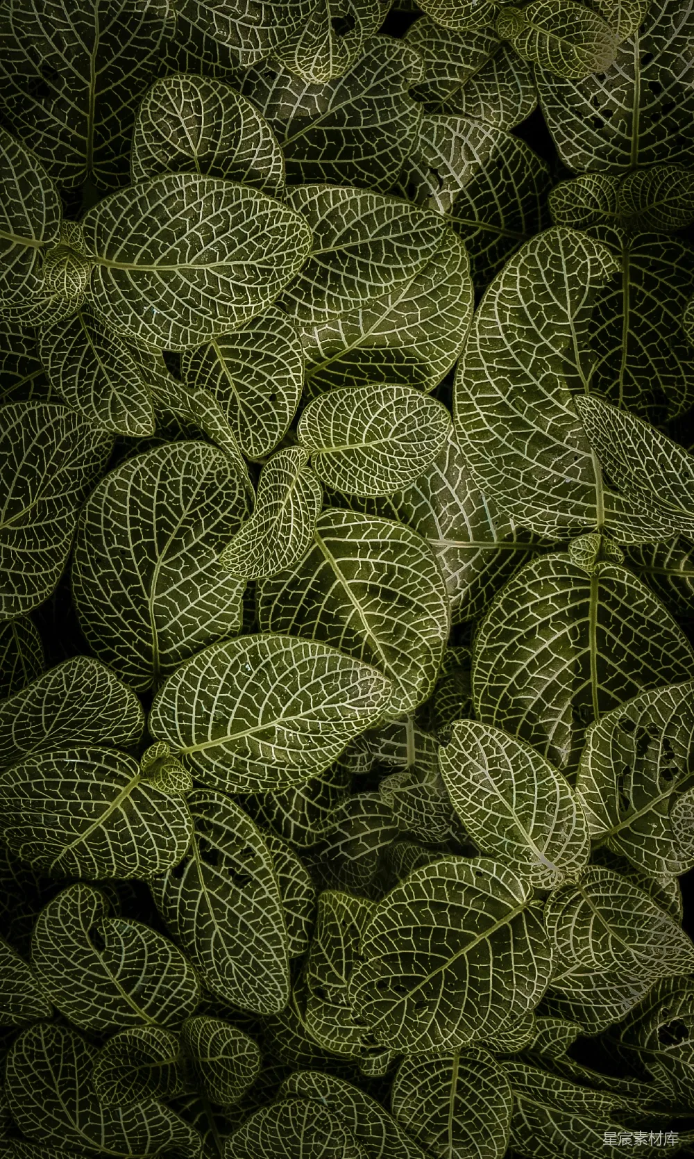 高清摄影 自然 壁纸 绿色和白色叶子的植物