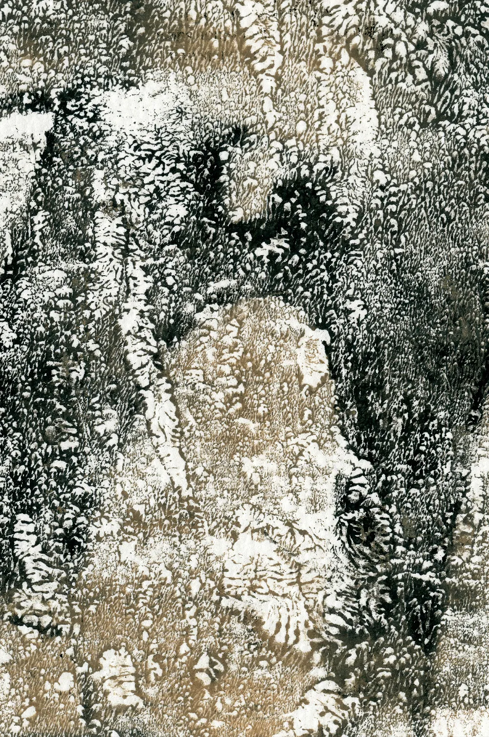高清摄影  一张黑白照片，树上覆盖着雪。
