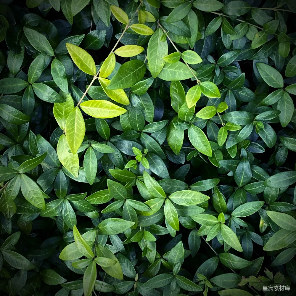 高清摄影  一株绿叶植物的特写。