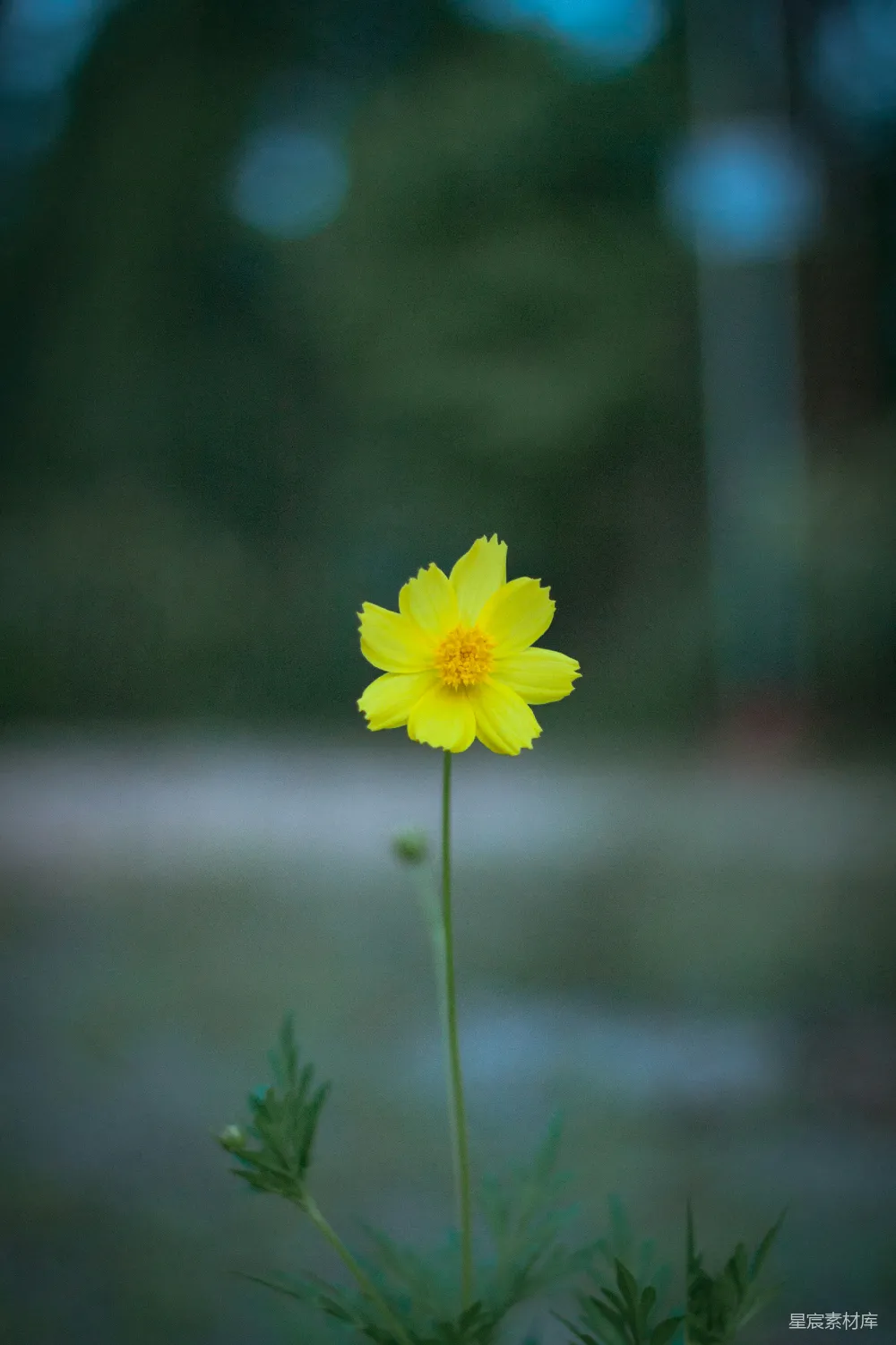 一枝黄花插在花瓶里