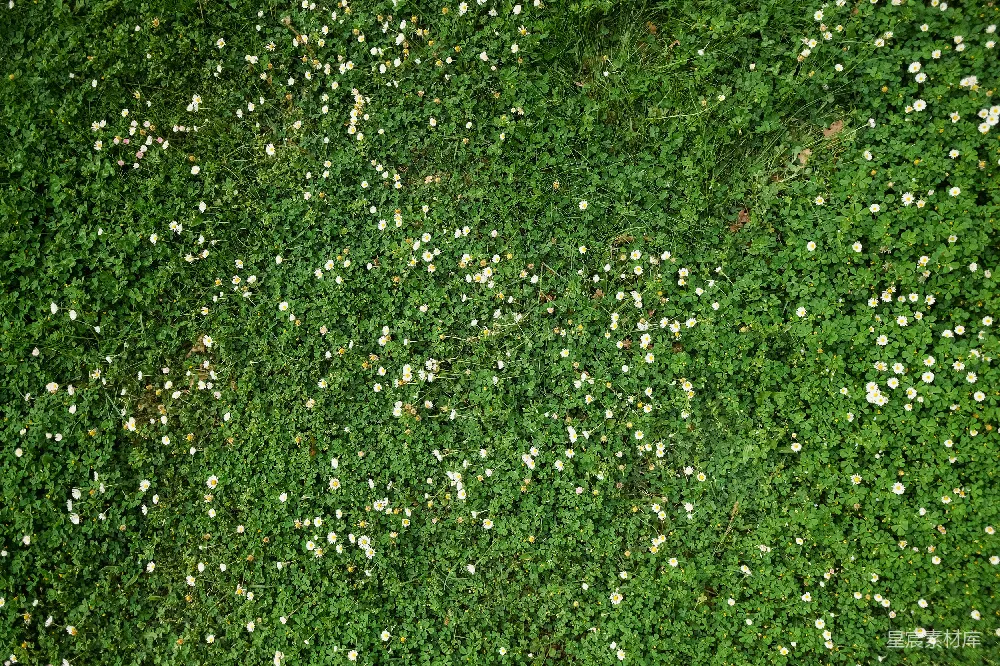 高清摄影  一片草地，上面开满了小白花。