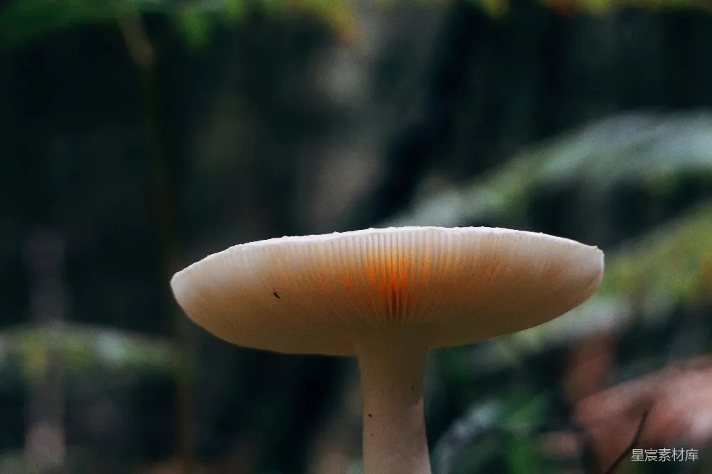 一个蘑菇的特写镜头，背景模糊。