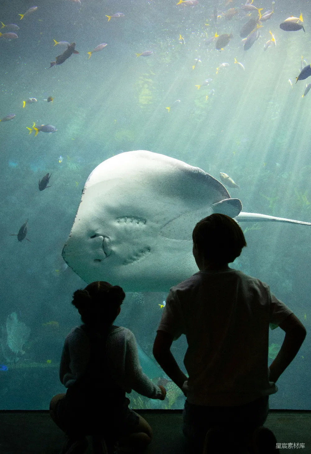 两个孩子正在观看水族馆里的大鱼。