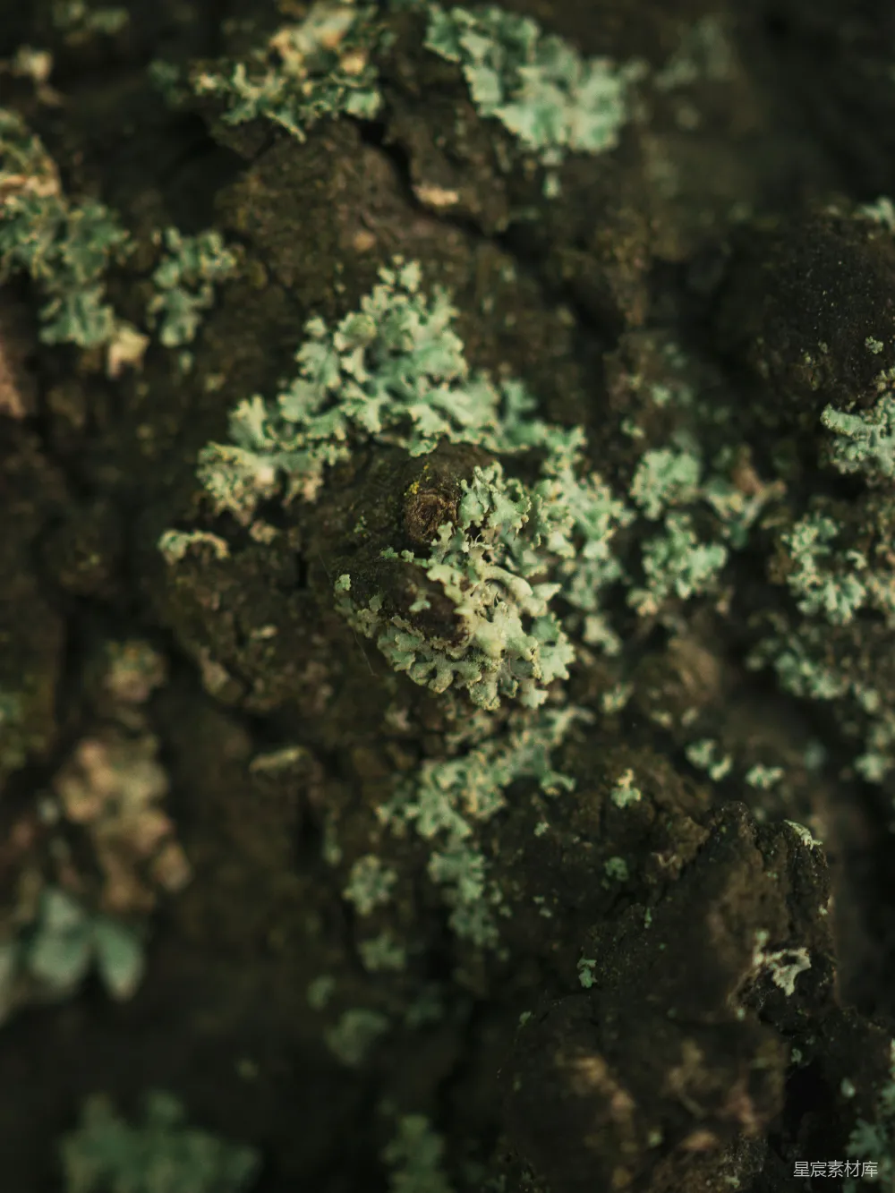 高清摄影  一张苔藓覆盖的表面的特写照片