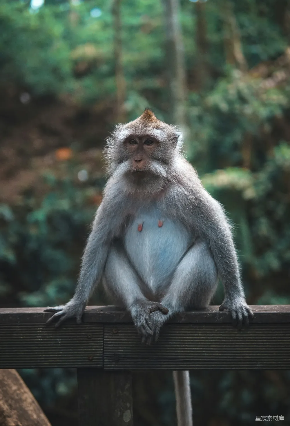 白猴