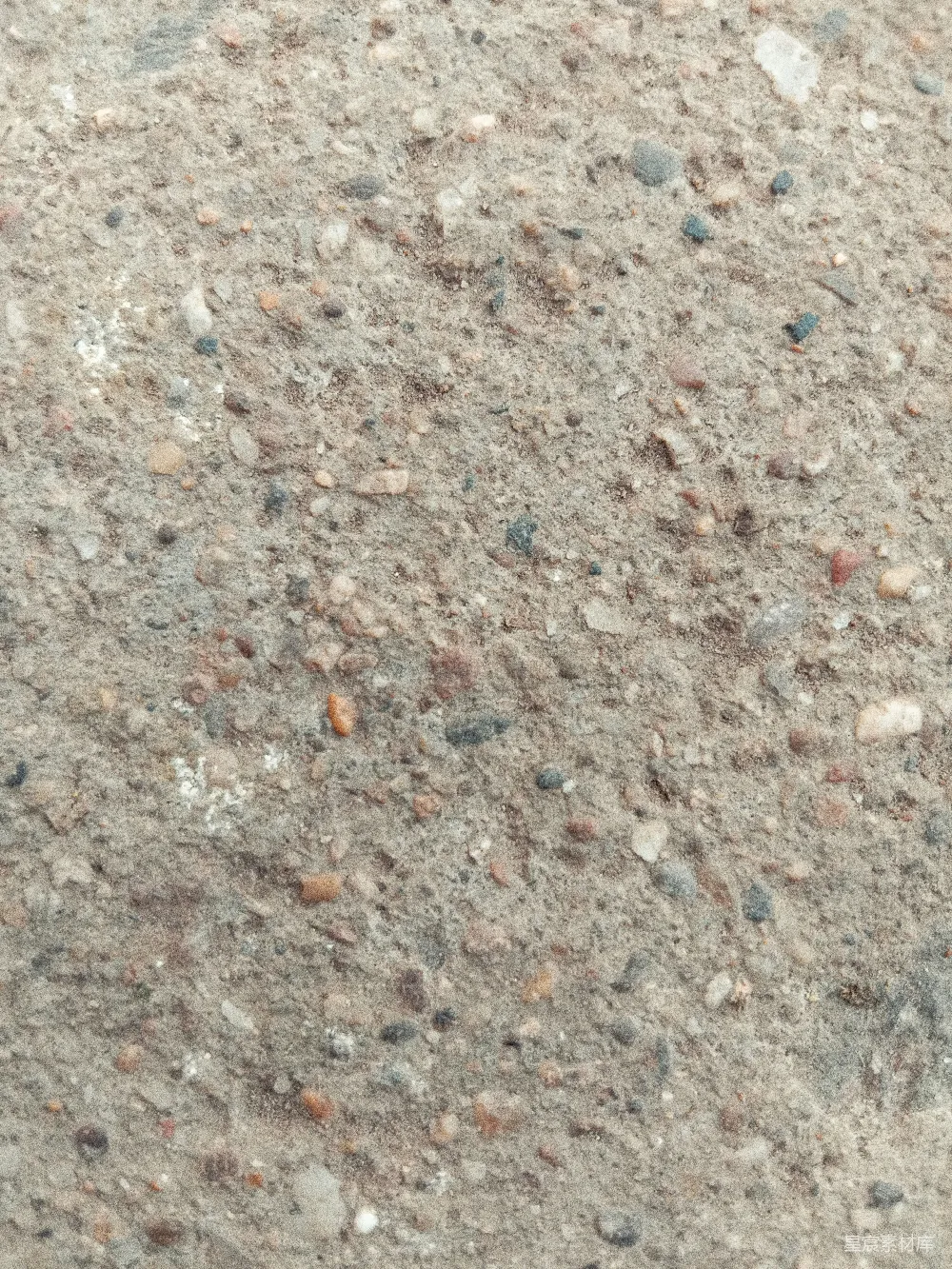高清摄影  一只鸟在地面上的特写
