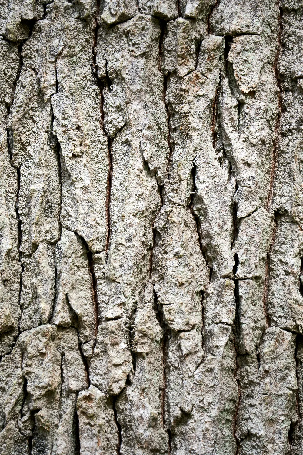 高清摄影  一张树皮纹理的特写照片