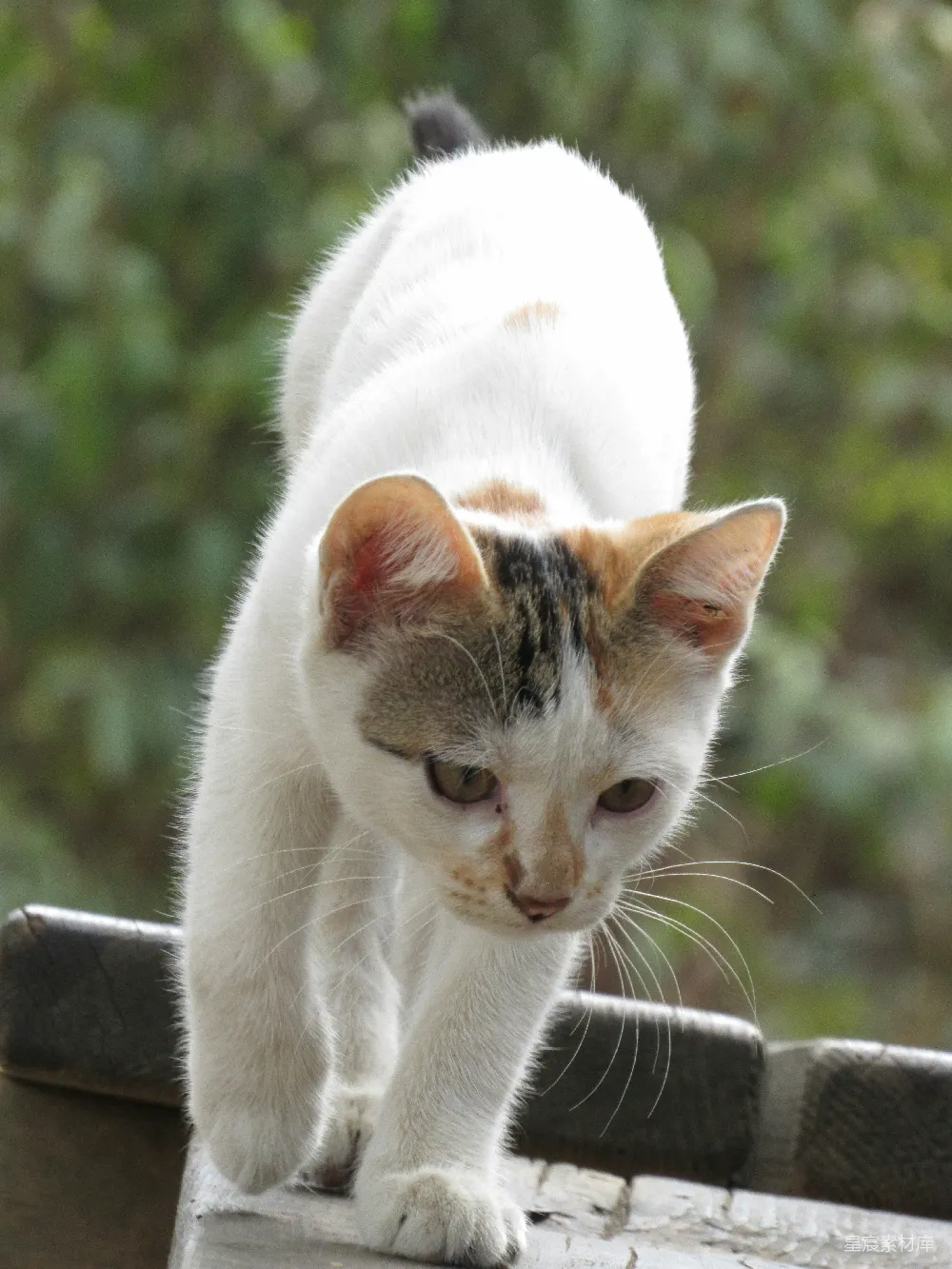 一只猫站在木制围栏上