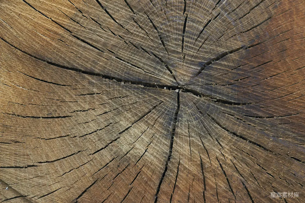 高清摄影  一张树木树桩的特写照片