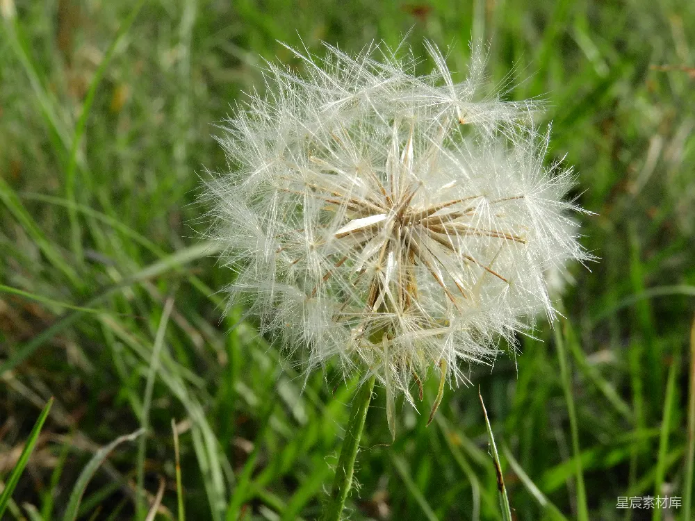 草地上的蒲公英特写镜头
