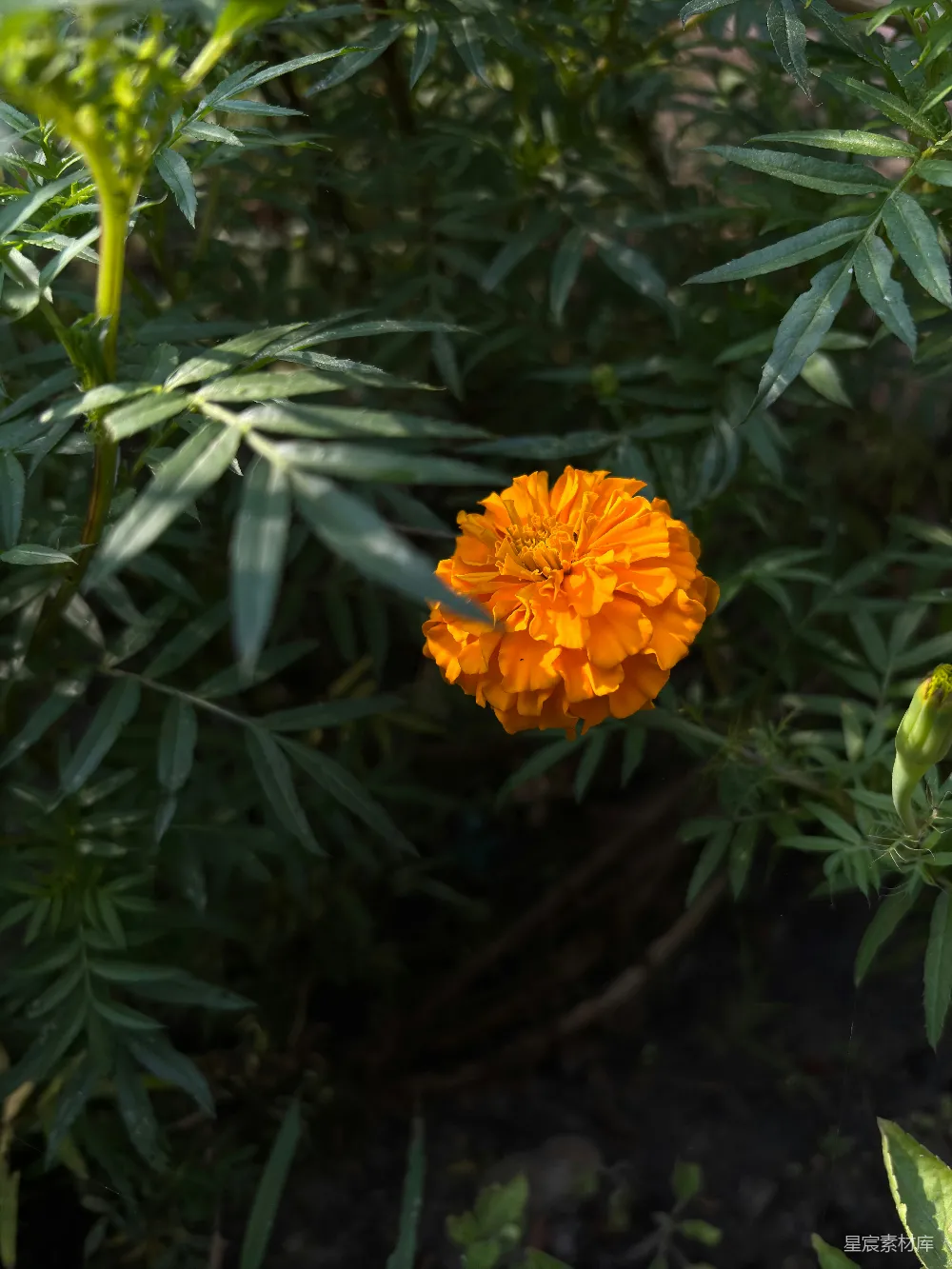 花园中一朵鲜艳的橙色花朵