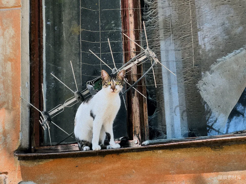 窗台上的一只猫正坐在那里向外望。
