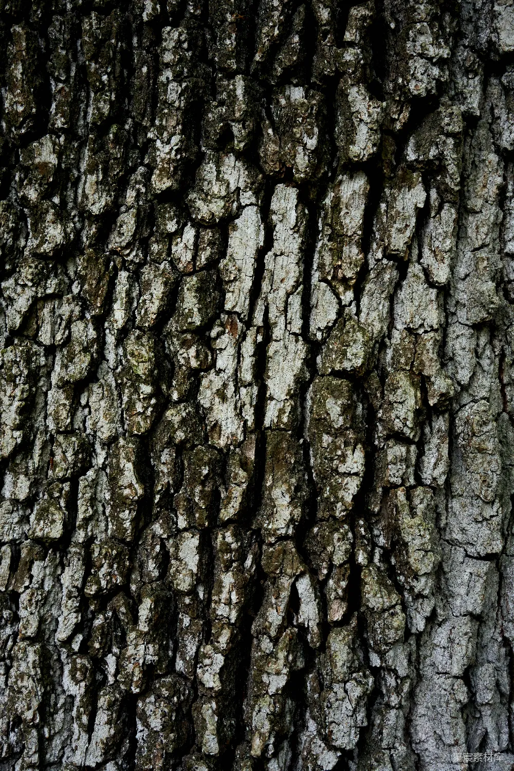 高清摄影 自然 树皮的特写镜头