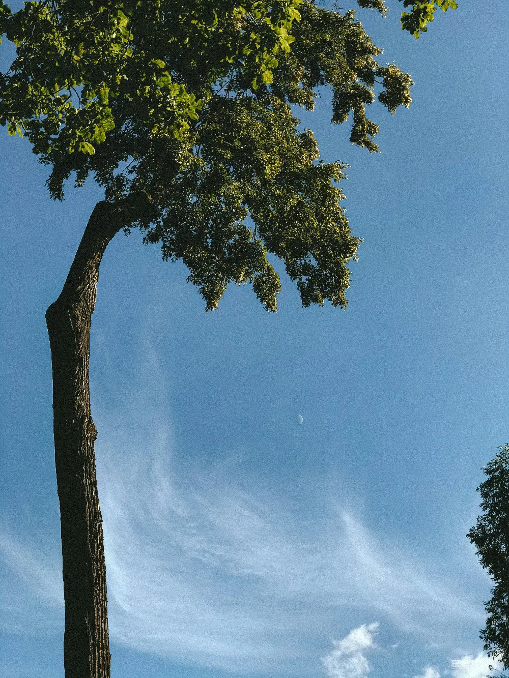 灰天下的绿树