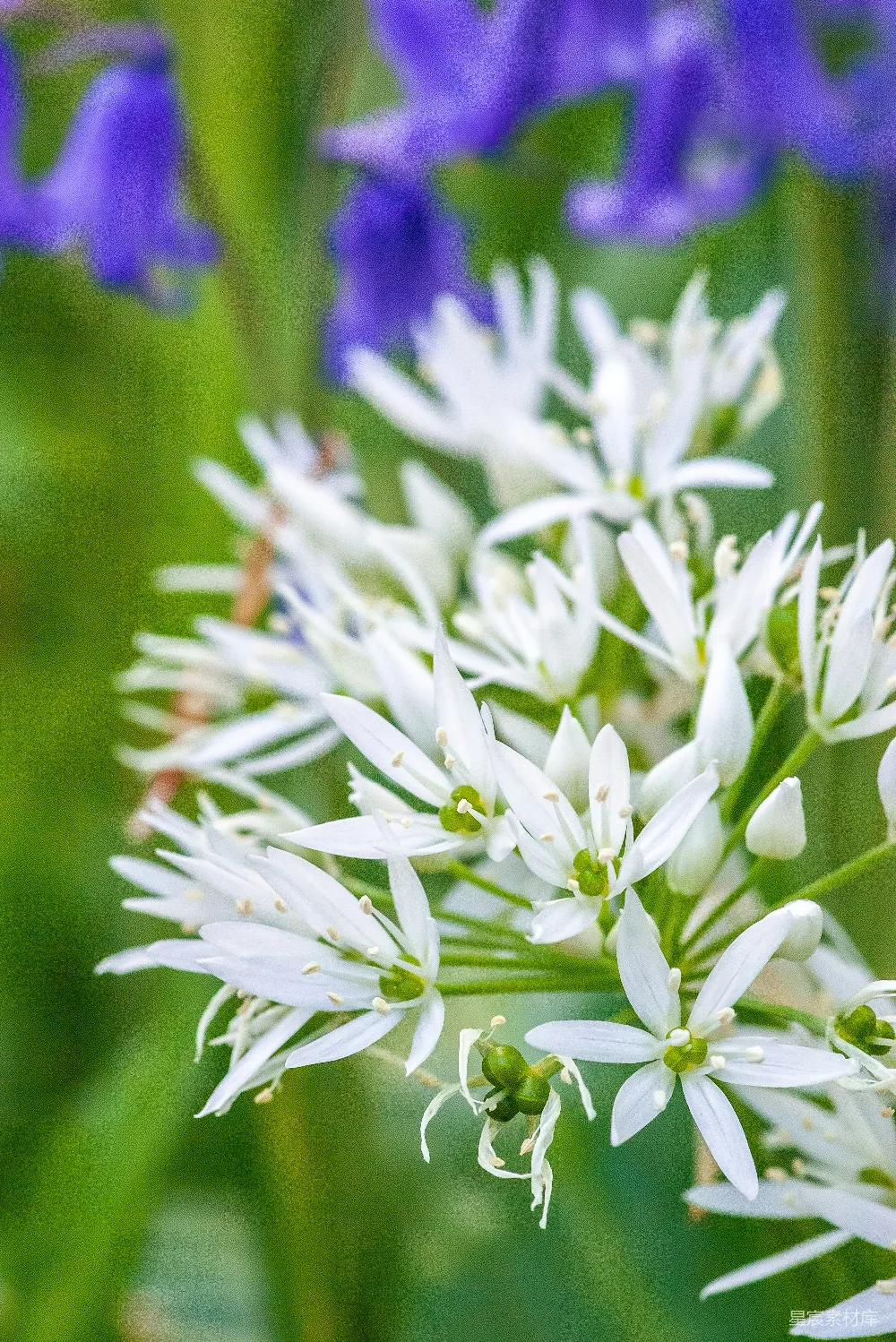 洁白的野花在紫色的花朵后面绽放。