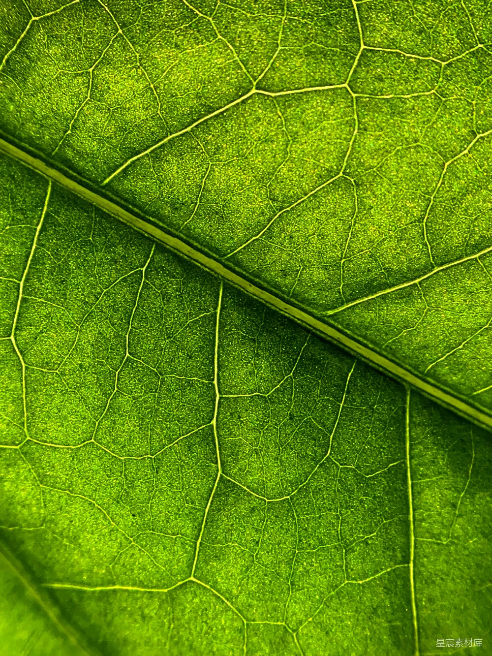 高清摄影  一张树叶的特写图