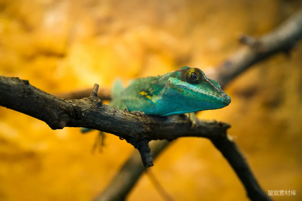 树上的灰 Frog