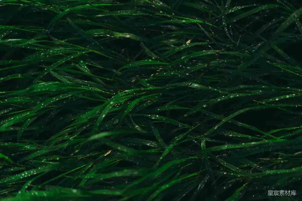 高清摄影 自然 壁纸 带有水珠的绿草