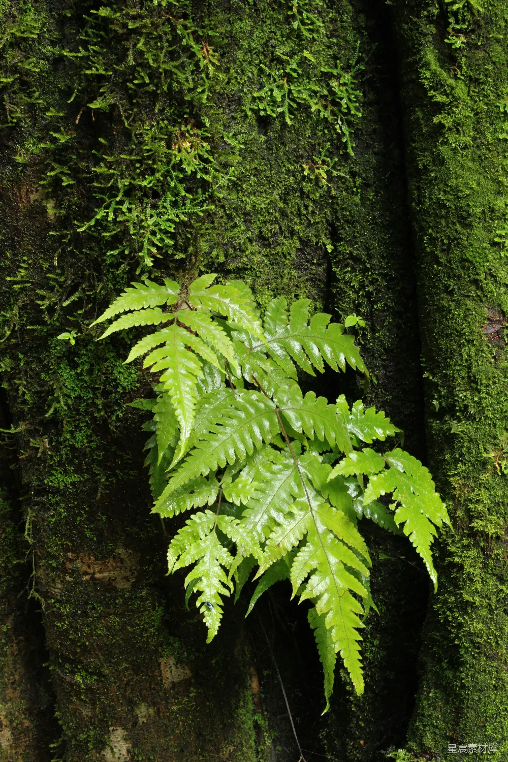 一棵蕨类植物正在树旁生长
