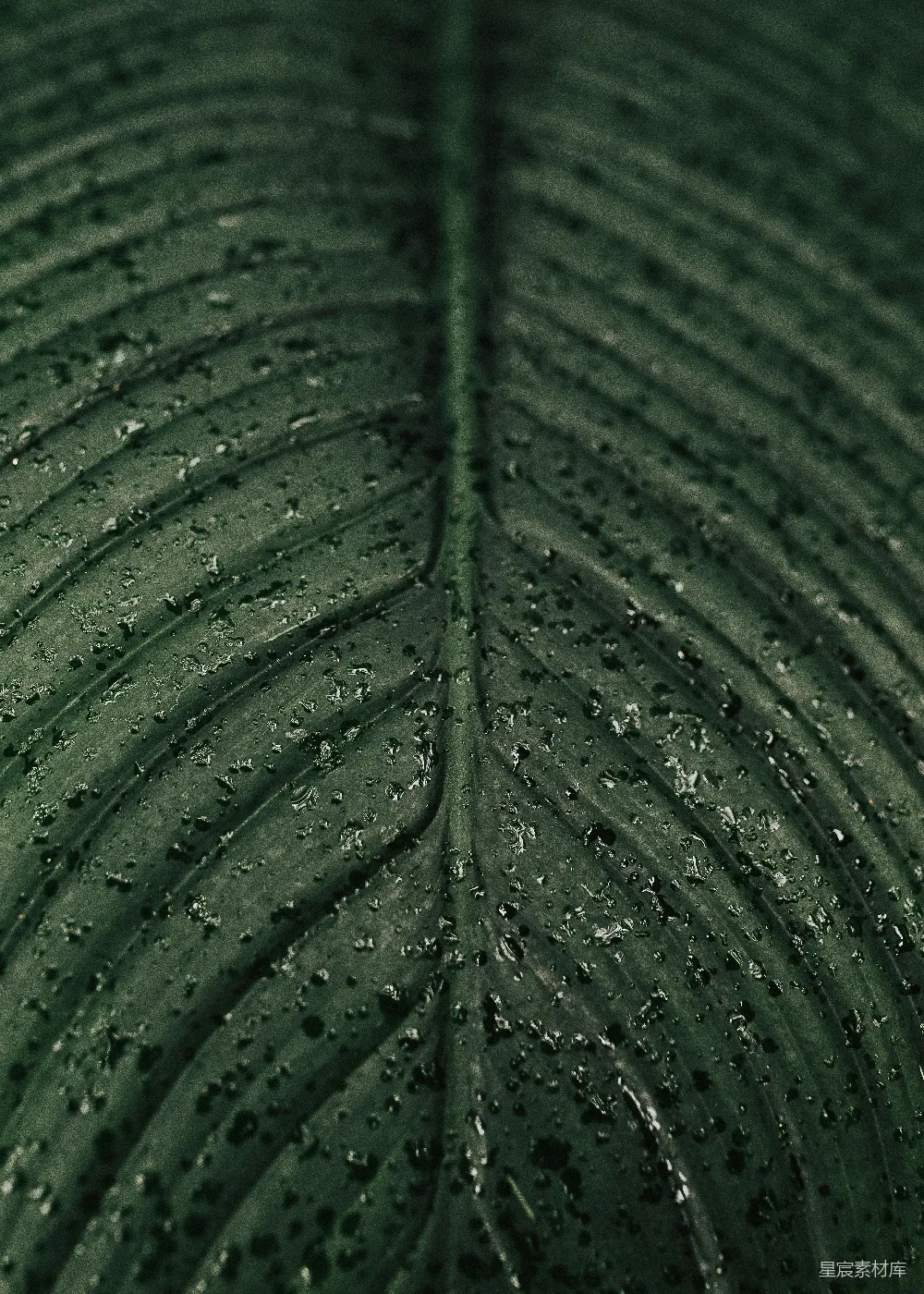 高清摄影  绿叶上的水滴
