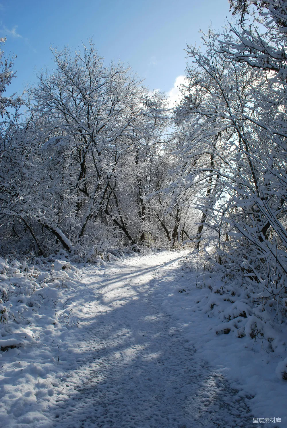 雪林中一条曲折的路径，有很多树木。