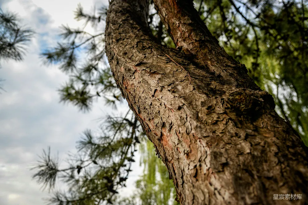 树干上近景的纹理与云层天空的对比