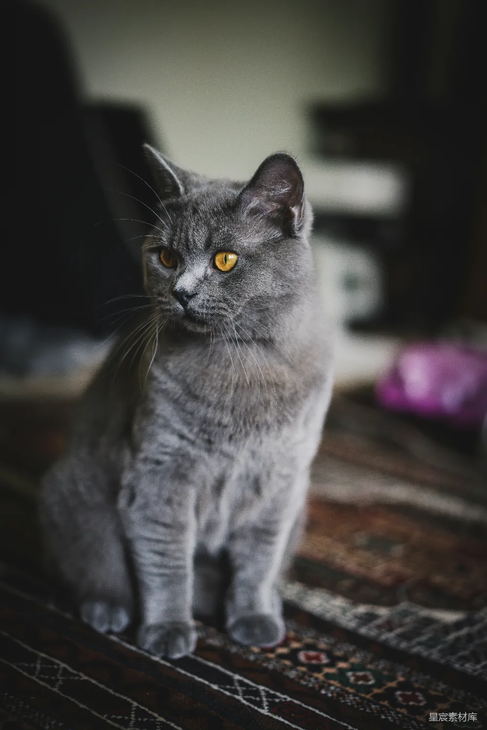 一只灰色的猫坐在一块毛毯上
