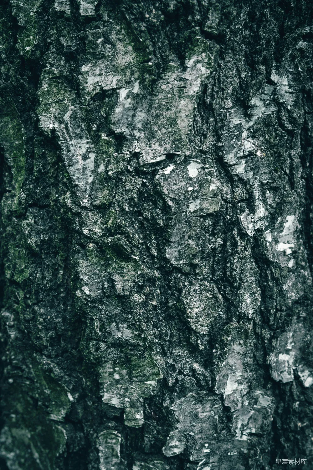 高清摄影  一张树皮的特写照片